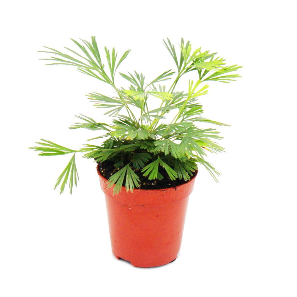 Original-Shopaufnahme: Mini-Pflanze Actiniopteris australis Palmwedelfarn Ideal für kleine Schalen und Gläser Baby-Plant im 5,5cm Topf