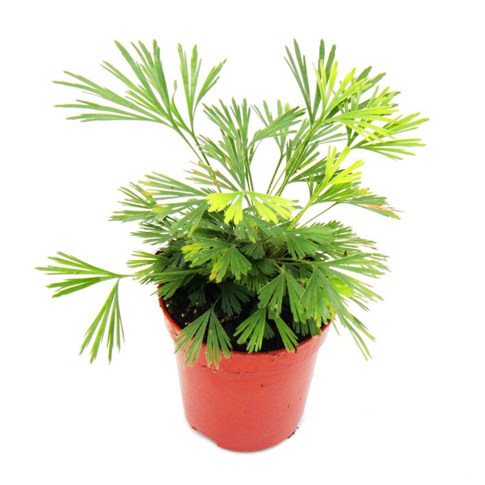 Original-Shopaufnahme: Mini-Pflanze Actiniopteris australis Palmwedelfarn Ideal für kleine Schalen und Gläser Baby-Plant im 5,5cm Topf