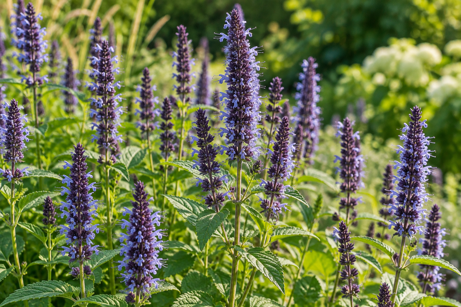 KI-Detail der späteren Gartenblüte: schlanke violette Blütenkerzen aus dunklen Knospen