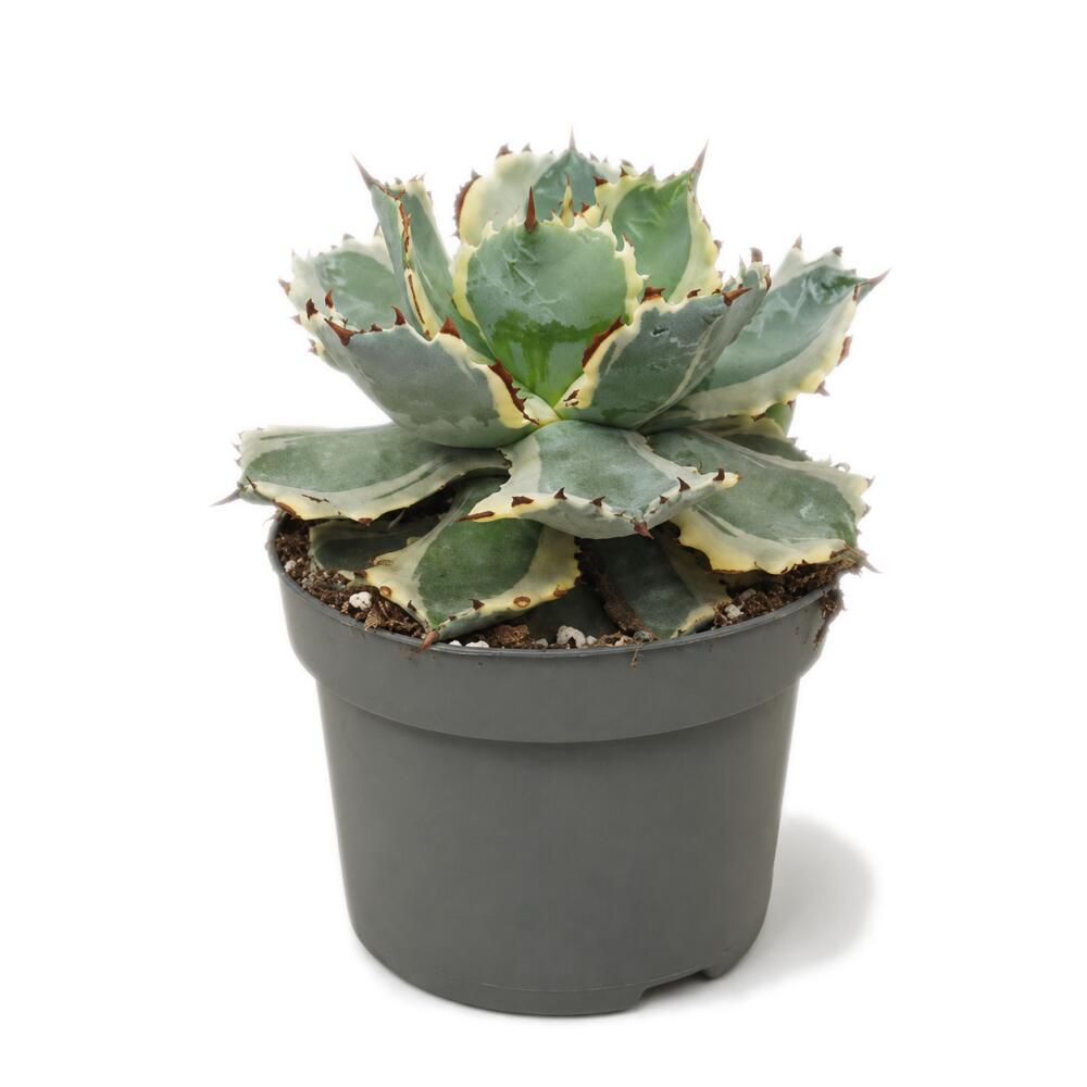 Agave potatorum Variegata auf unveränderter sauberer Original-Shopansicht