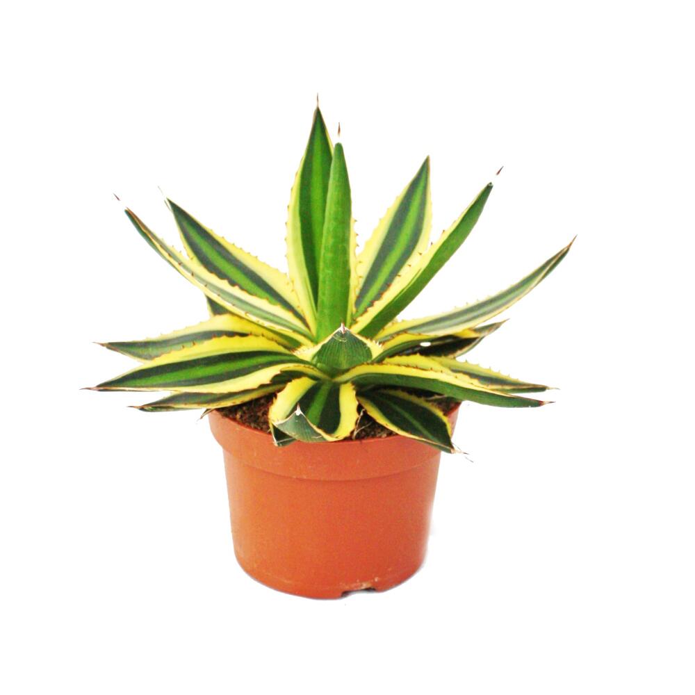 Junge vierfarbige Agave im 12-cm-Kulturtopf mit dunkelgrünen Blattmitten und gelben Rändern