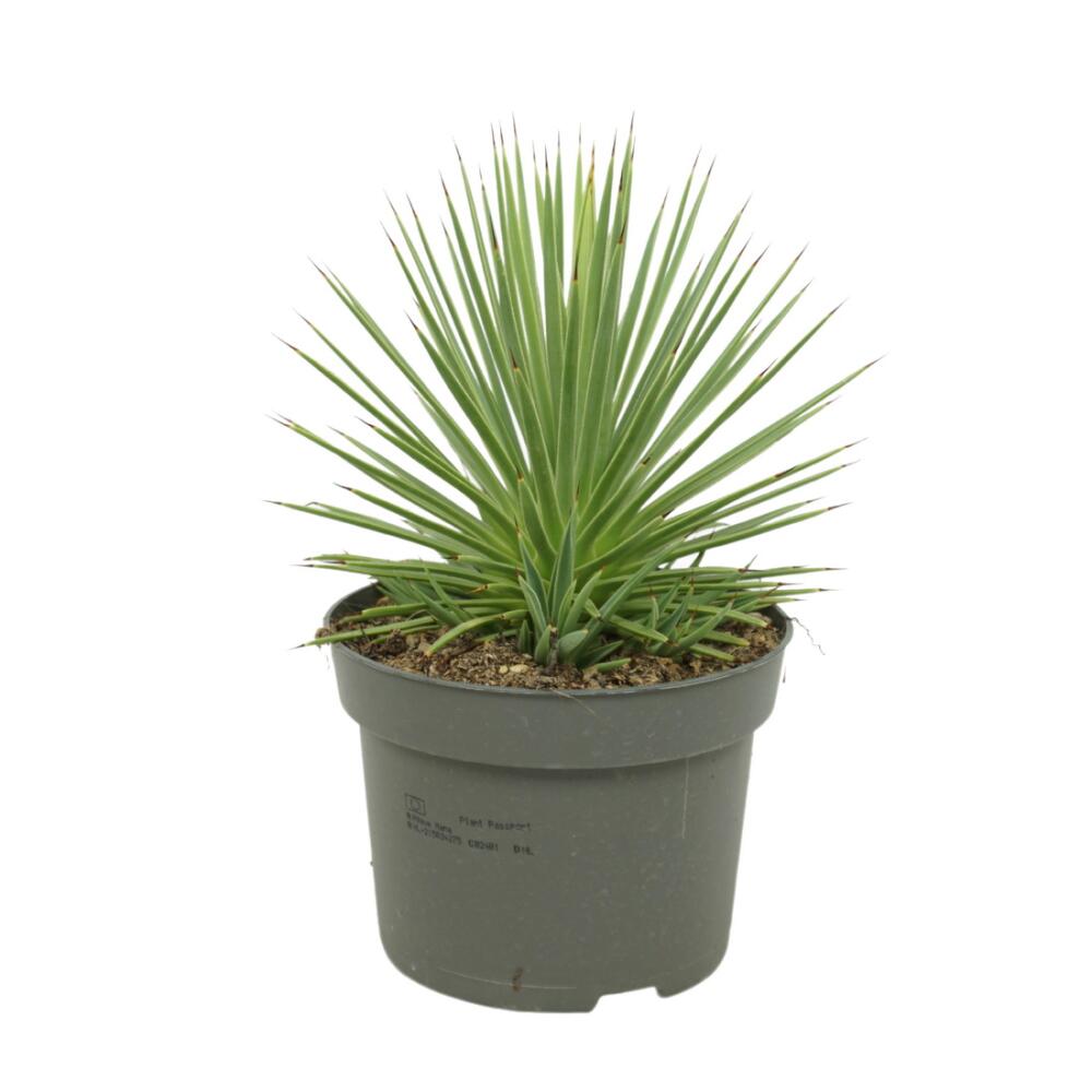 Stachelschwein-Agave – Original-Shopansicht 1