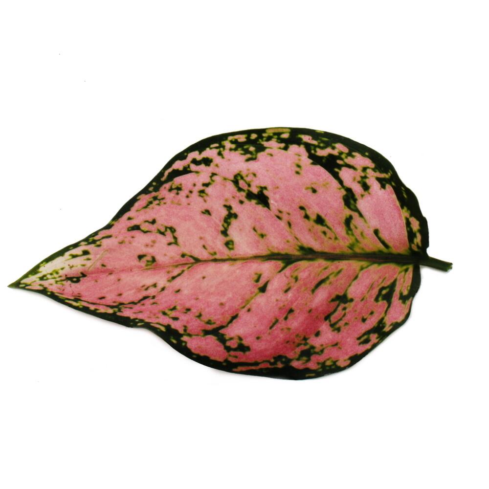 Original-Shopaufnahme: Aglaonema Crimson Love - Buntblättriger Kolbenfaden - Ausgefallene Sorten - 12cm - ca. 25-30cm hoch