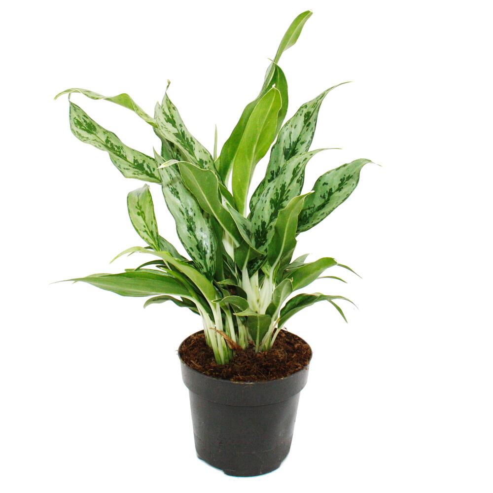 Original-Shopaufnahme: Aglaonema Greyhound - Buntblättriger Kolbenfaden - Ausgefallene Sorten - 12cm - ca. 25-30cm hoch