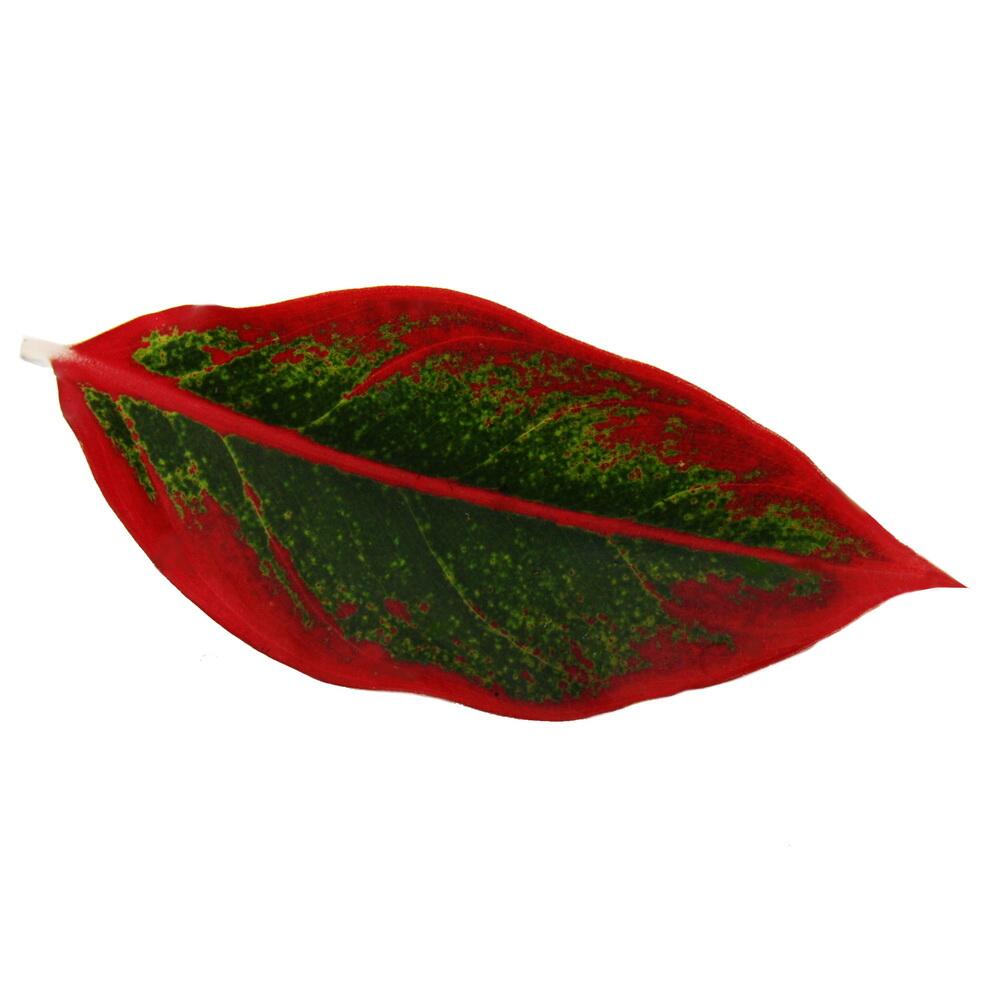 Original-Shopdetail der Blattzeichnung von Aglaonema 'Jungle Red'