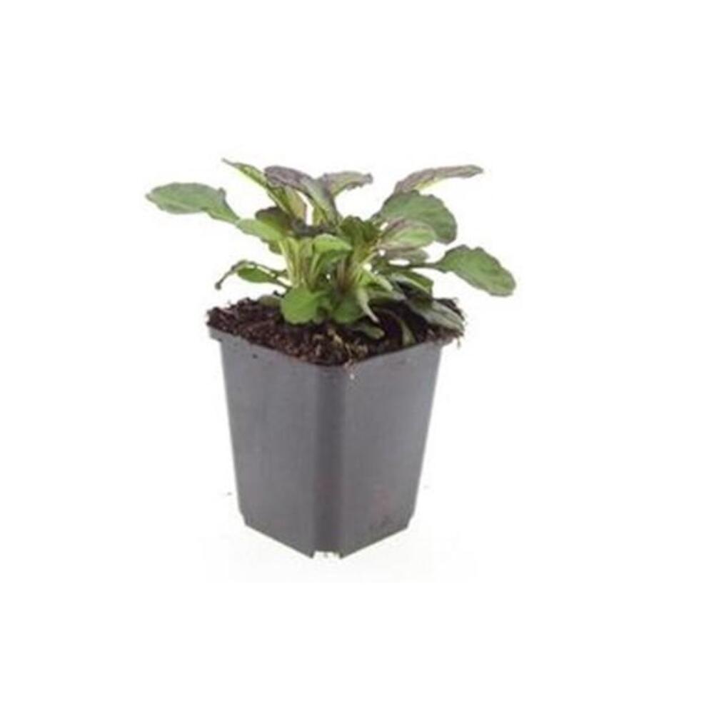 Unveränderte Original-Shopaufnahme: Bodendecker - Großblättriger Günsel - Ajuga reptans 'Catlin's Giant' - 9cm Topf
