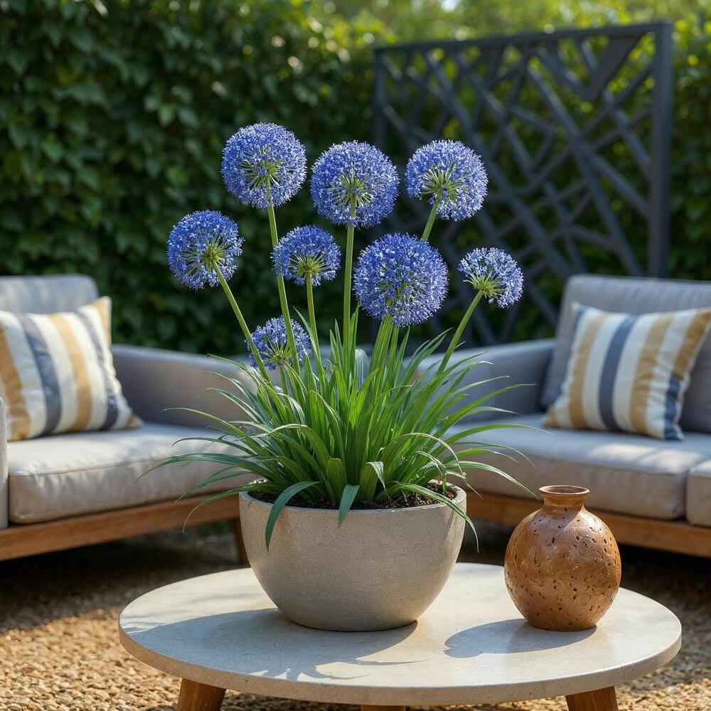 Original-Shopaufnahme: Exotenherz Blumenzwiebeln - Zierlauch Allium Caeruleum Blau (40 Stück) - Durchmesser 4-5cm