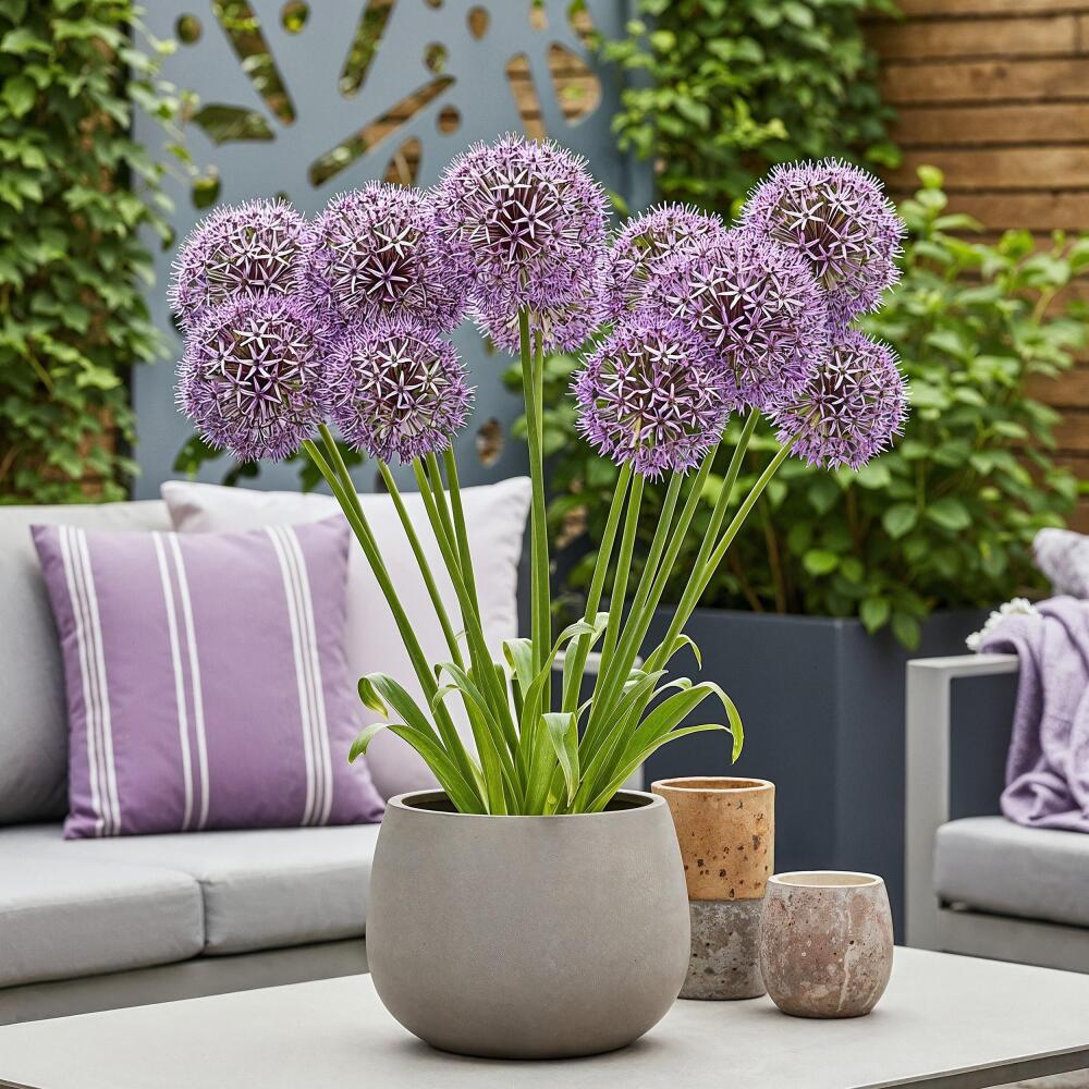 Original-Shopaufnahme: Exotenherz Blumenzwiebeln - Zierlauch Allium Christophii (15 Stück) Durchmesser 10-12cm