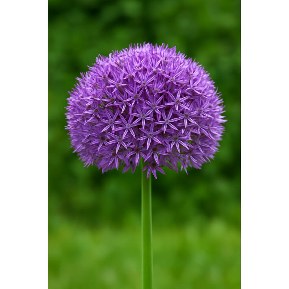 Original-Shopaufnahme: Exotenherz Blumenzwiebeln - Zierlauch Allium Globemaster 5 ( Stück )
