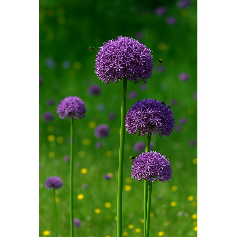 Original-Shopaufnahme: Exotenherz Blumenzwiebeln - Zierlauch Allium Globemaster 5 ( Stück )