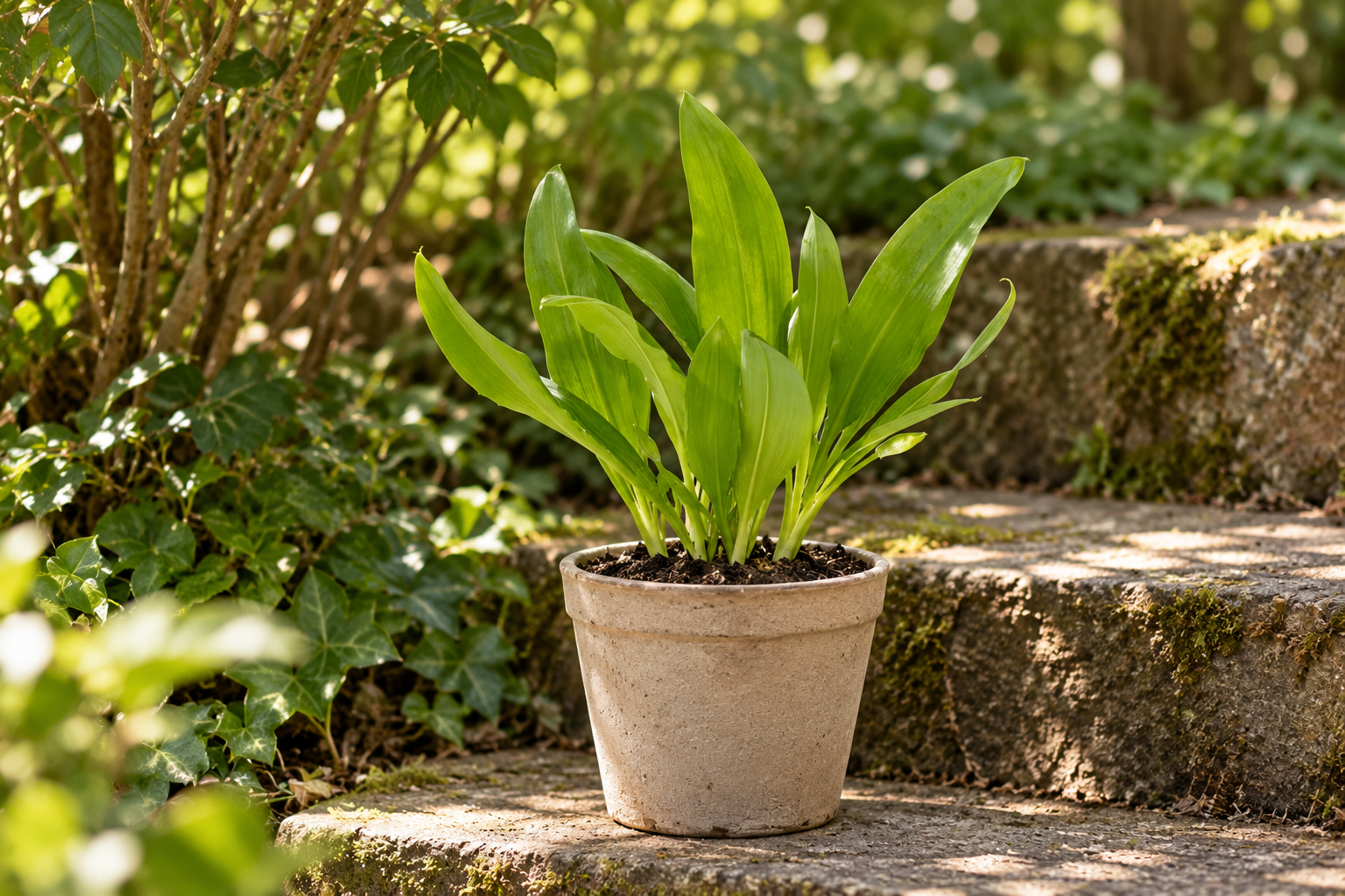KI-gestaltete Szene mit Allium ursinum nach der zugehörigen Original-Shopaufnahme