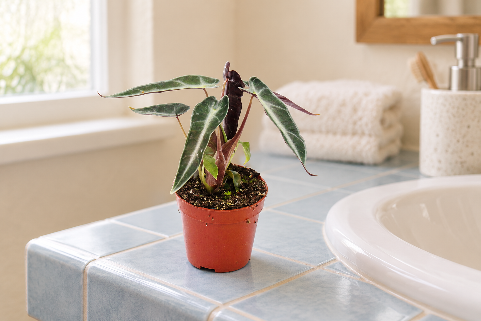 Kleine Alocasia Amazonica mit schmalen dunkelgrünen hell geaderten Pfeilblättern im rotbraunen Kulturtopf auf einer hellblauen Fliesenablage neben einem hellen Waschplatz