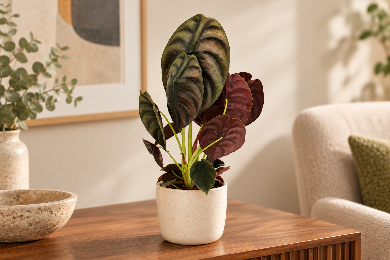 Alocasia Red Secret mit bronzegrünen Blättern und weinroten Unterseiten im cremefarbenen Übertopf auf einem Sideboard