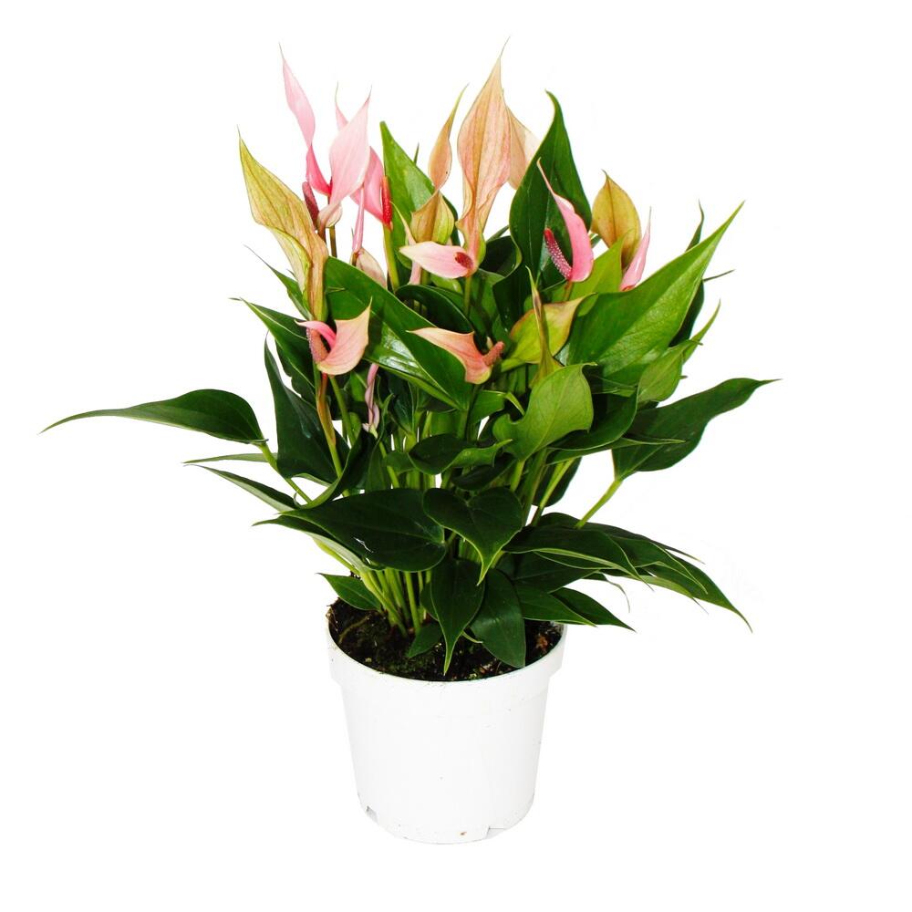 Original-Shopaufnahme: Flamingoblume - Anthurium andreanum - Anthurie - 12cm Topf - kleinblütig rosa blühend - Lilli