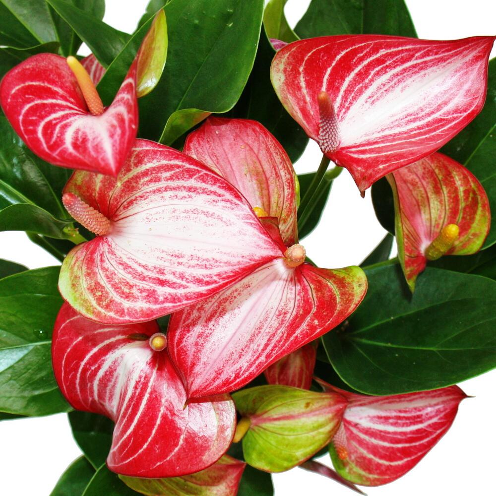 Original-Shopaufnahme: Flamingoblume - Anthurium andreanum - Anthurie - 14cm Topf - mehrfarbig blühend - Livium