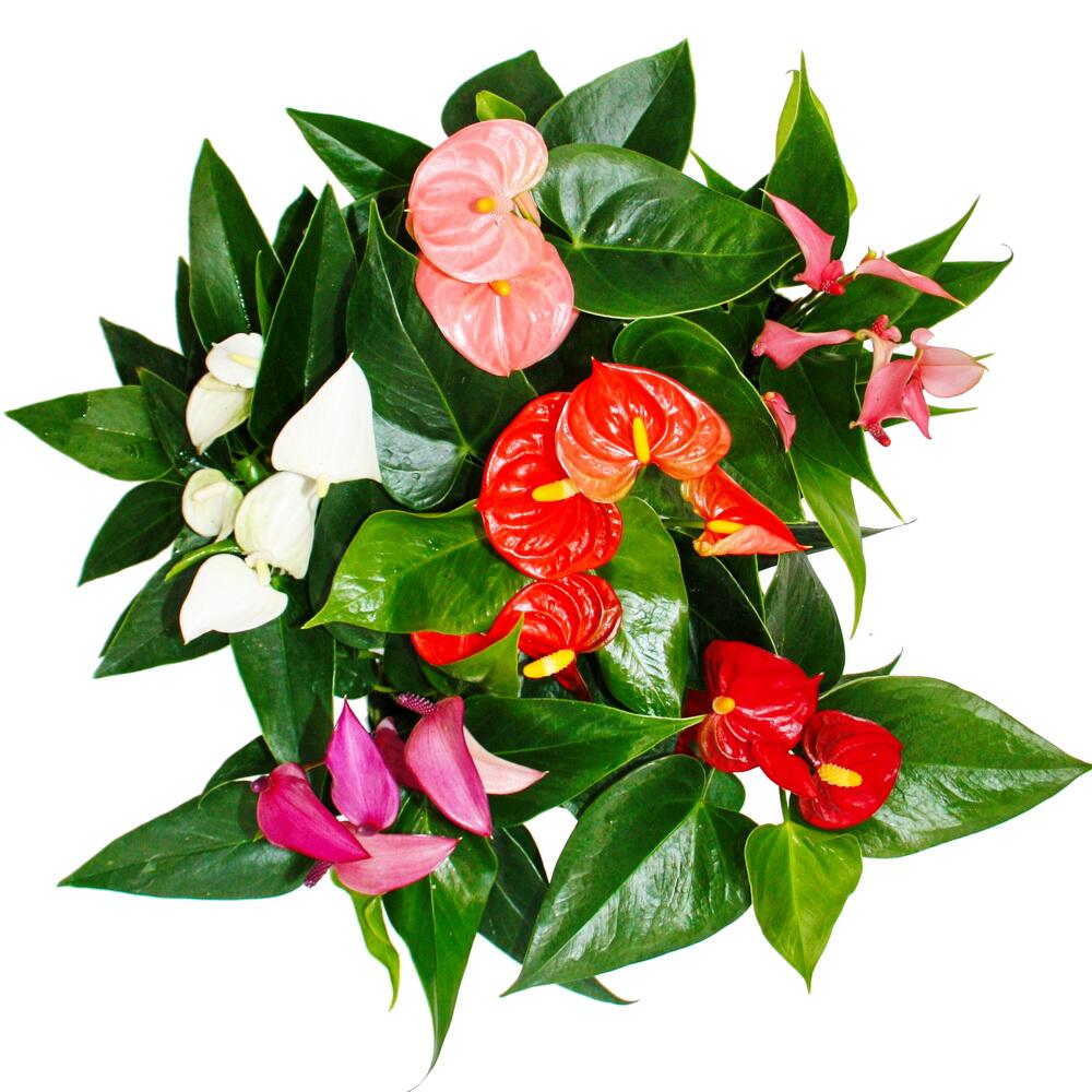 Kleine Flamingoblume – Original-Shopansicht 1