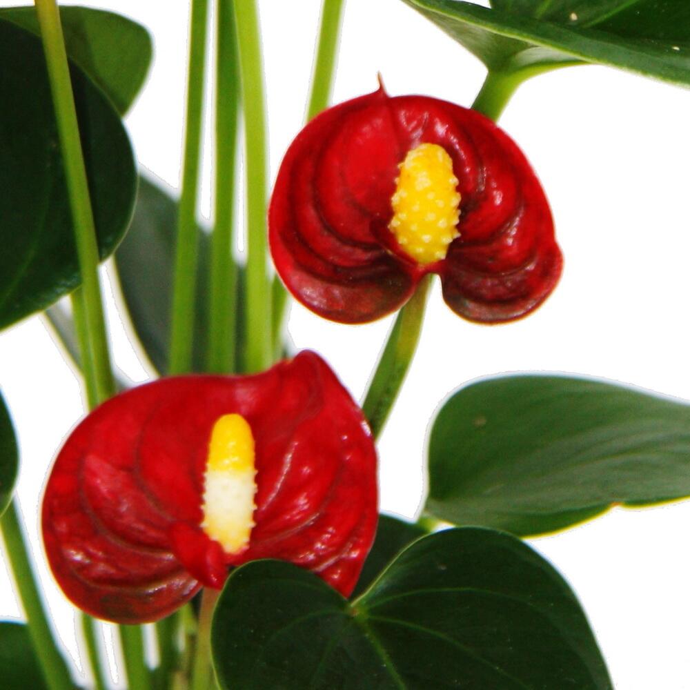 Original-Shopaufnahme: Kleine Flamingoblume Anthurium andreanum Baby-Anthurie Mini-Pflanze 7cm Topf rot blühend Red Champion