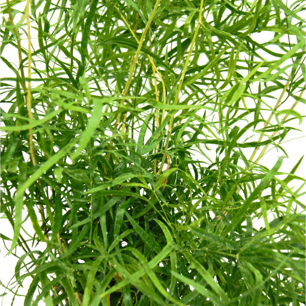 Sicheldorn-Spargel – Original-Shopansicht 2