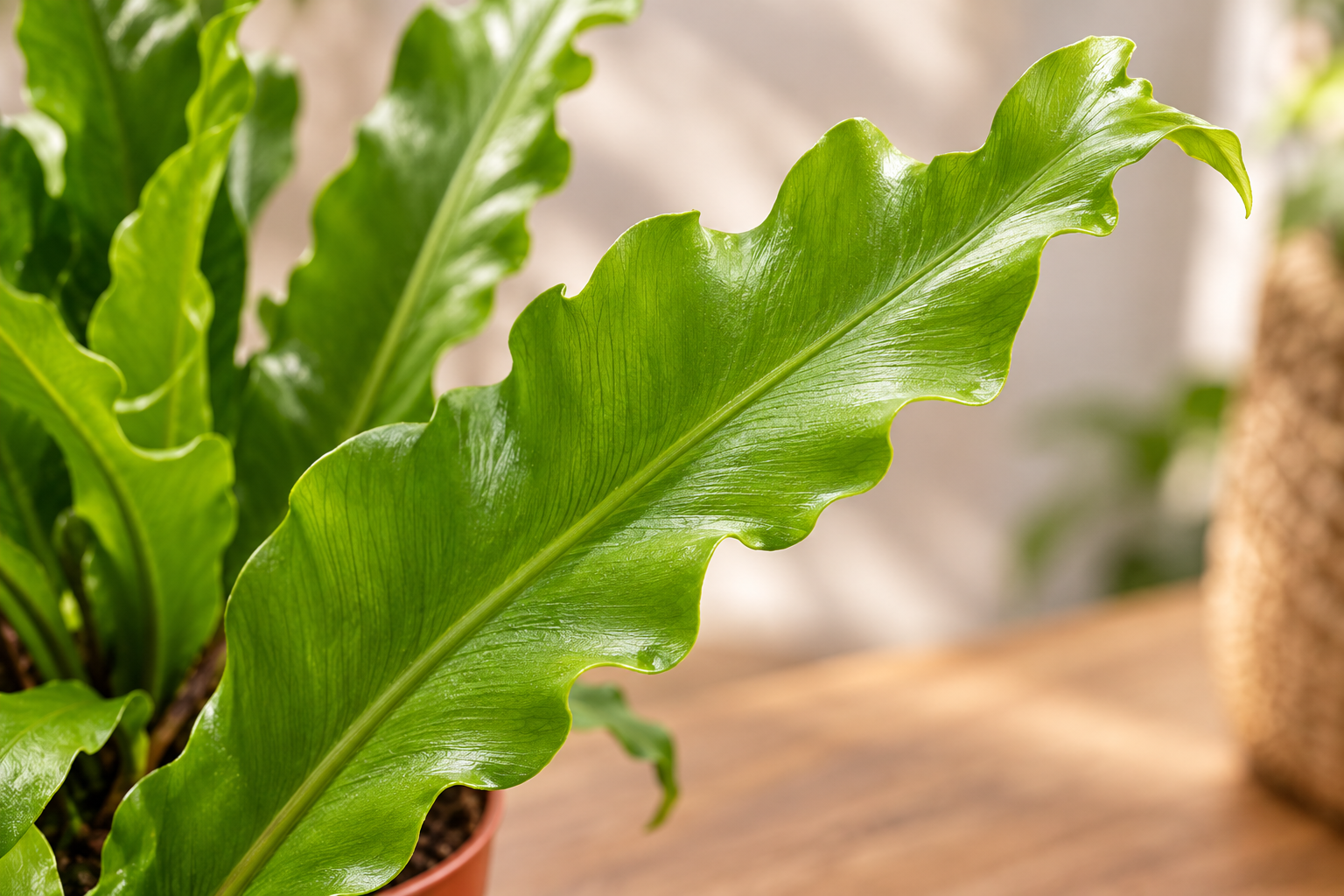 Vergrößerte KI-Detailansicht von Asplenium nidus 'Campio'
