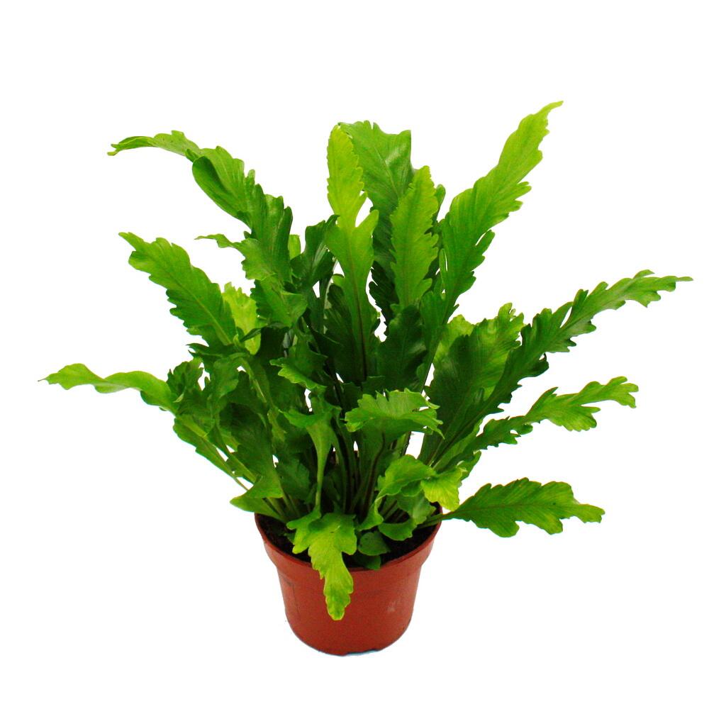 Original-Shopaufnahme: Asplenium nidus Campio - besondere Farn-Sorten fürs Zimmer - Nestfarn - 12cm Topf - ca. 25cm hoch
