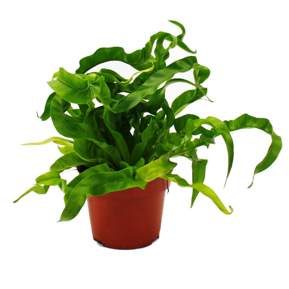 Original-Shopaufnahme: Asplenium antiquum Hurricane besondere Farn-Sorten fürs Zimmer Nestfarn 12cm Topf ca. 25cm hoch
