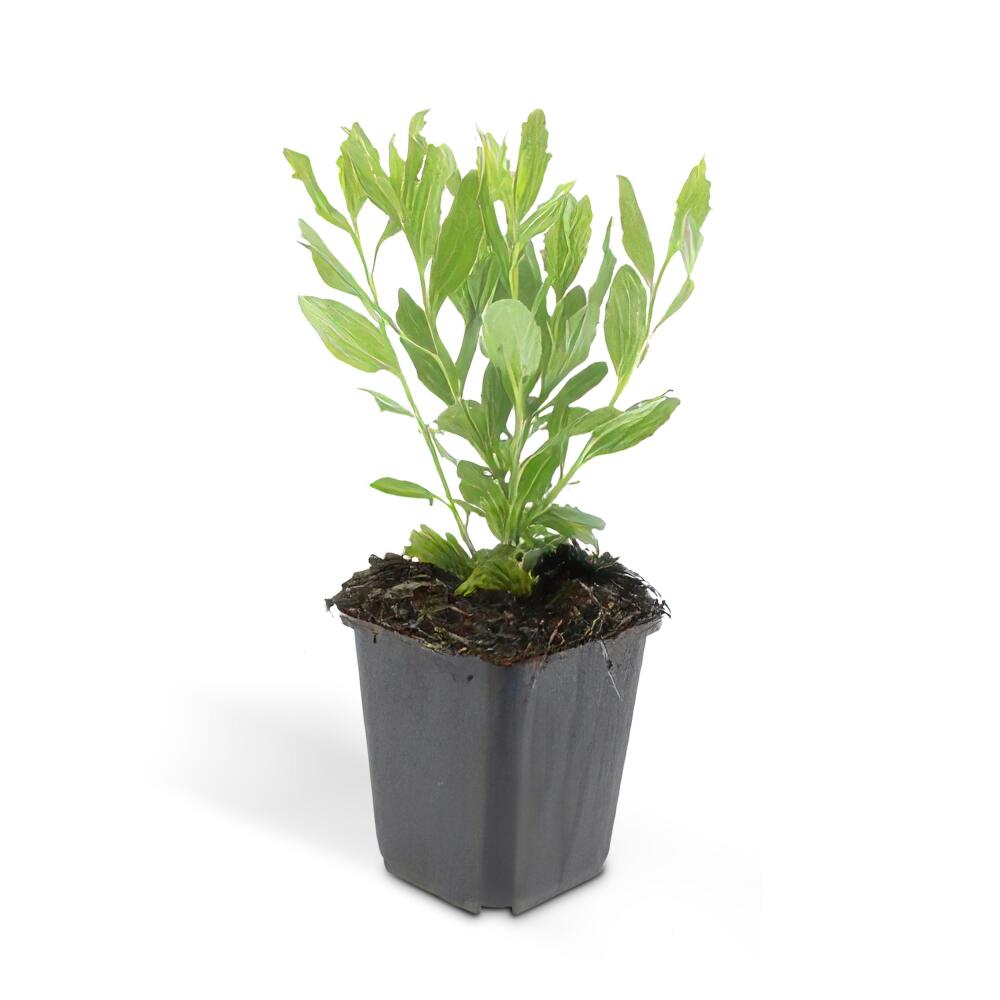 Unveränderte Original-Shopaufnahme: Zierstaude - Wilde Aster - Aster ageratioides 'Ashvi' - 9cm Topf