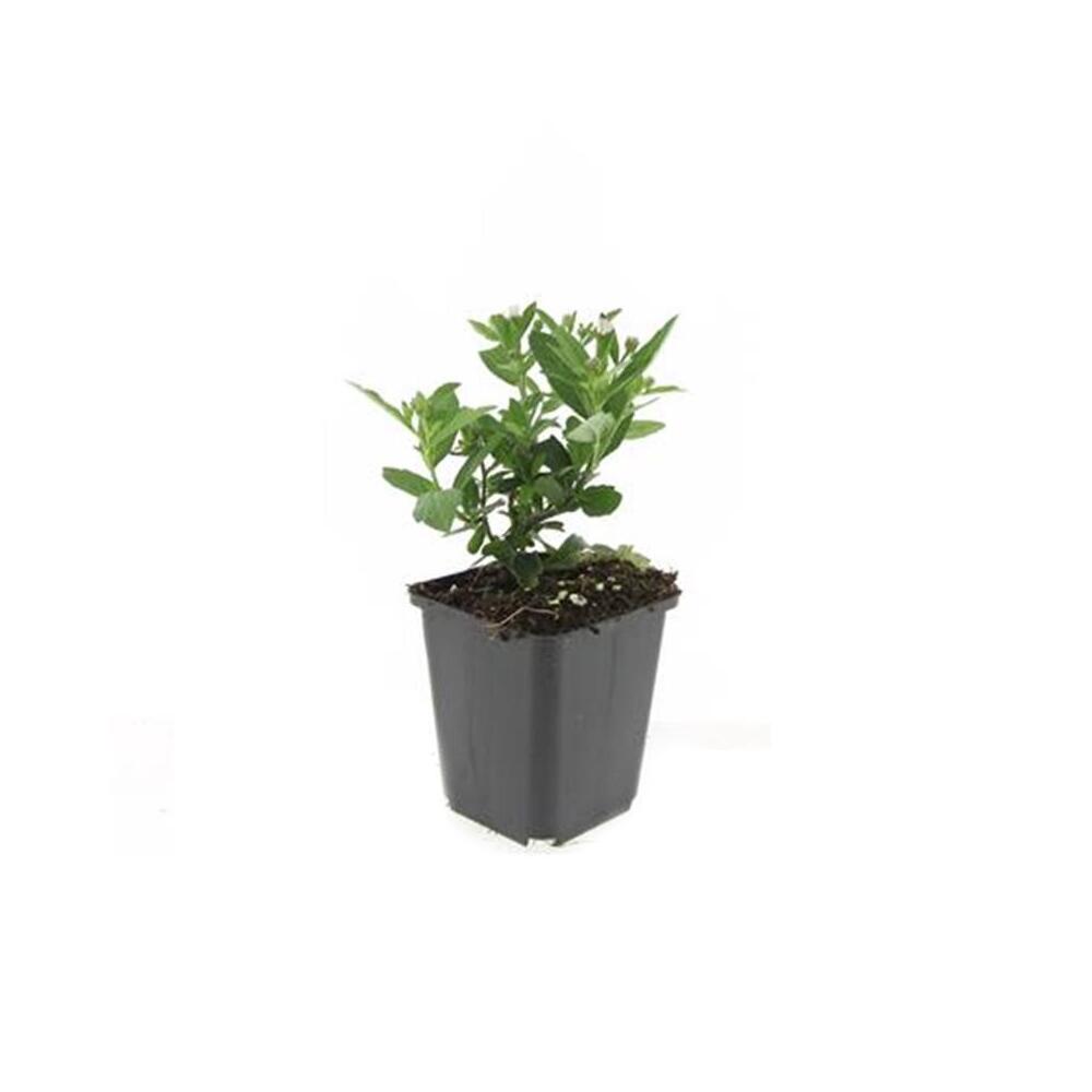 Unveränderte Original-Shopaufnahme: Zierstaude - Wilde Aster - Aster ageratioides 'Stardust' - 9cm Topf