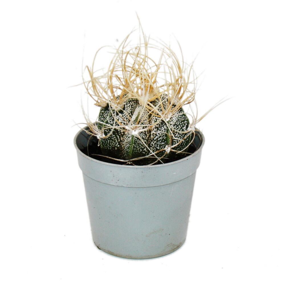 Original-Shopfoto eines kleinen Astrophytum capricorne im grauen Kulturtopf mit weißen Sprenkeln und langen gebogenen Dornen