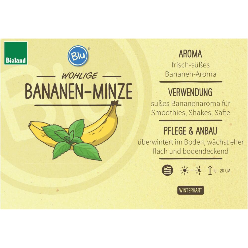 Bananen-Minze – Original-Shopansicht 2
