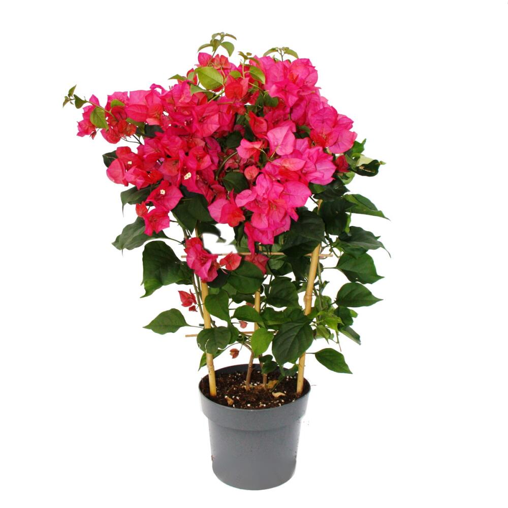 Original-Shopaufnahme: Bougainvillea "Barbara Karst" - Drillingsblume - besondere Sorte am Spalier - 19cm Topf - 60cm - dunkles pink