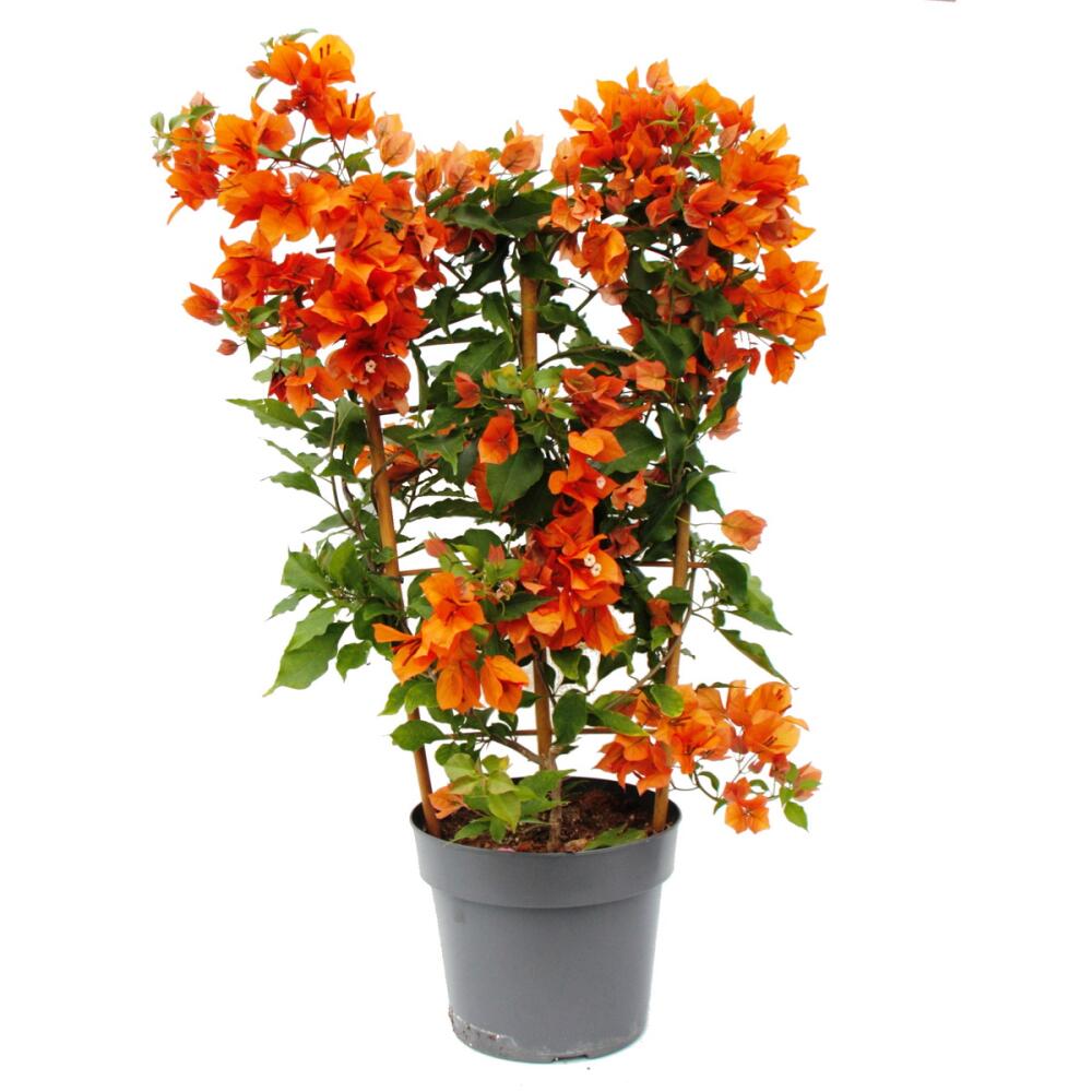 Original-Shopansicht von Bougainvillea 'Fire Opal'