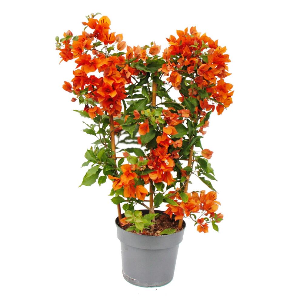 Original-Shopansicht von Bougainvillea 'Fire Opal'