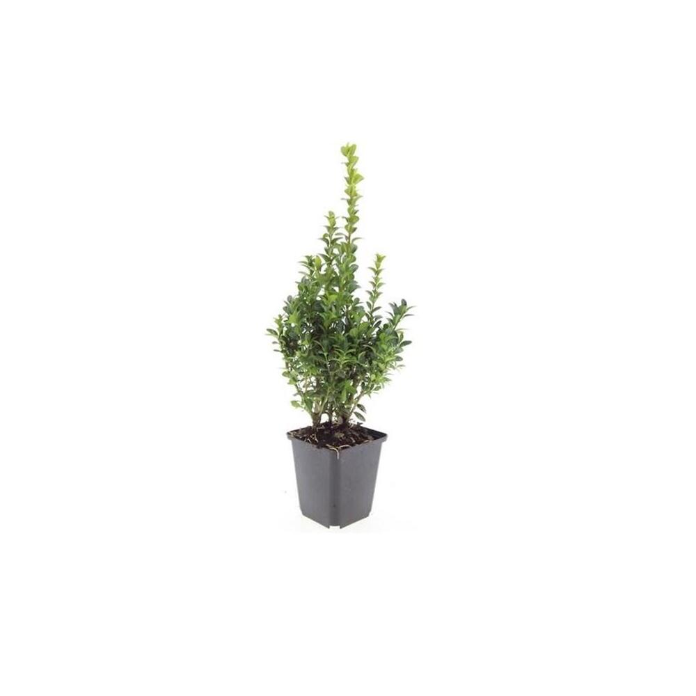 Junger ungeschnittener Gartenbuchs im schwarzen quadratischen Kulturtopf