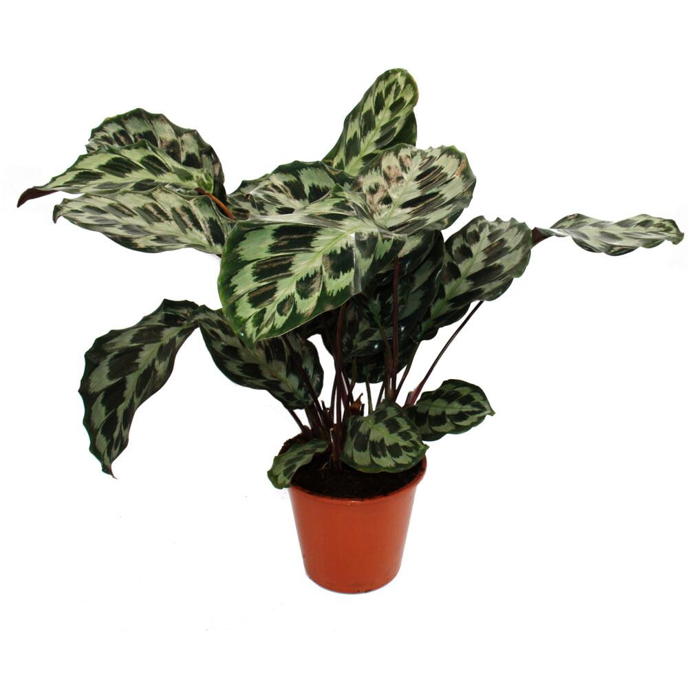 Original-Shopaufnahme: XXL-Schattenpflanze mit ausgefallenem Blattmuster Calathea roseapicta Kennedy 19cm Topf ca. 60-70cm hoch