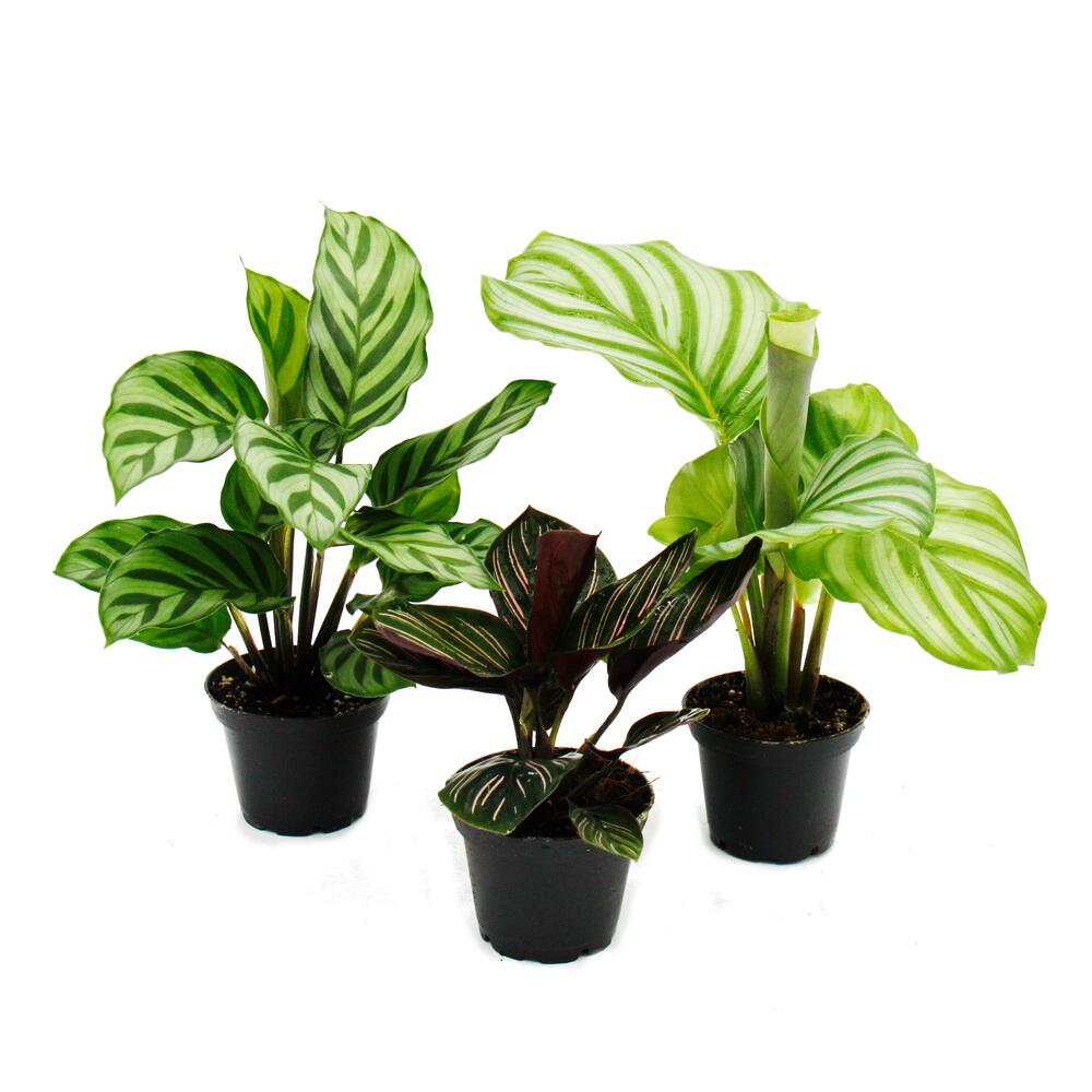 Original-Shopaufnahme: Schattenpflanzen 3er Set - mit ausgefallenem Blattmuster - Calathea - 7cm Topf - ca. 20cm hoch