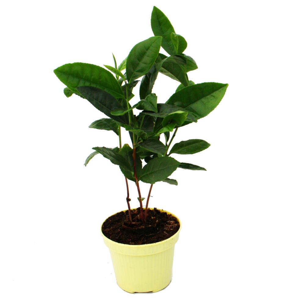 Unveränderte Original-Shopaufnahme: Echte Tee-Pflanze - Camelia sinensis