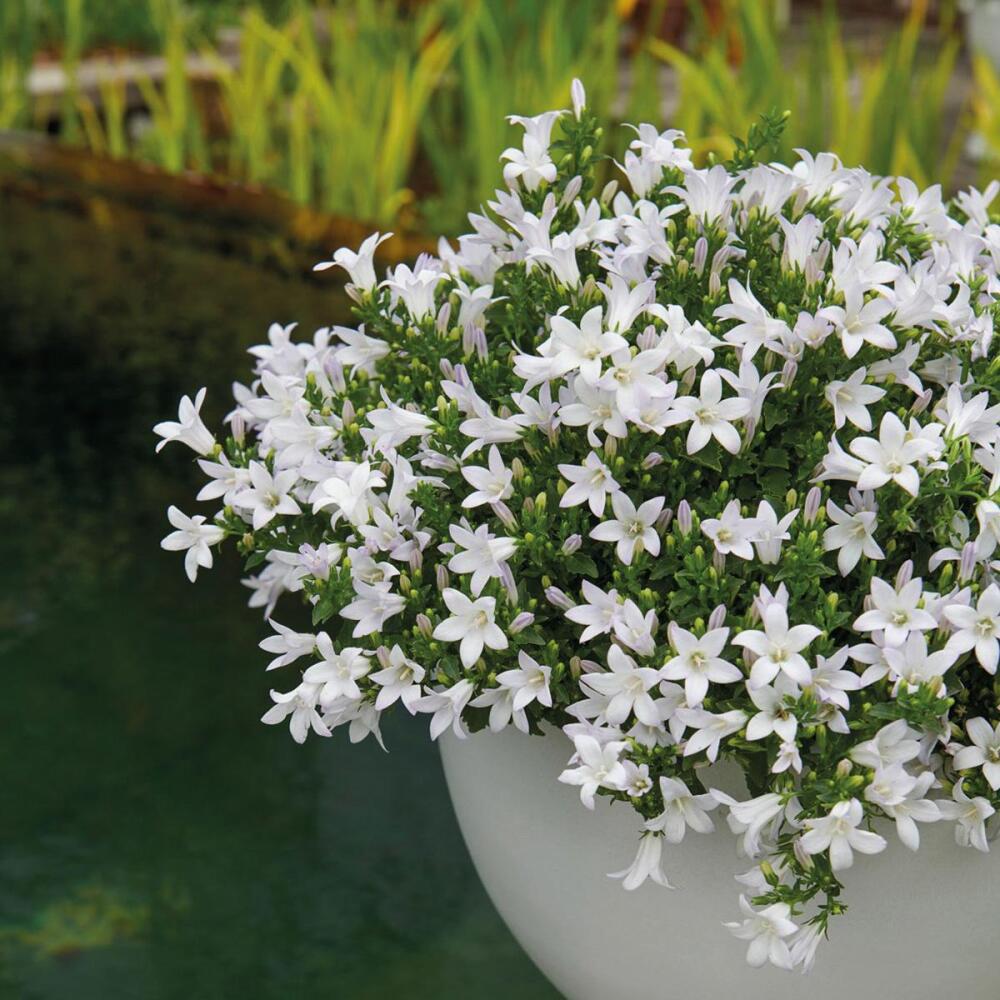 Weiße Ambella-Glockenblumen in einem hellen Schmuckgefäß im Garten
