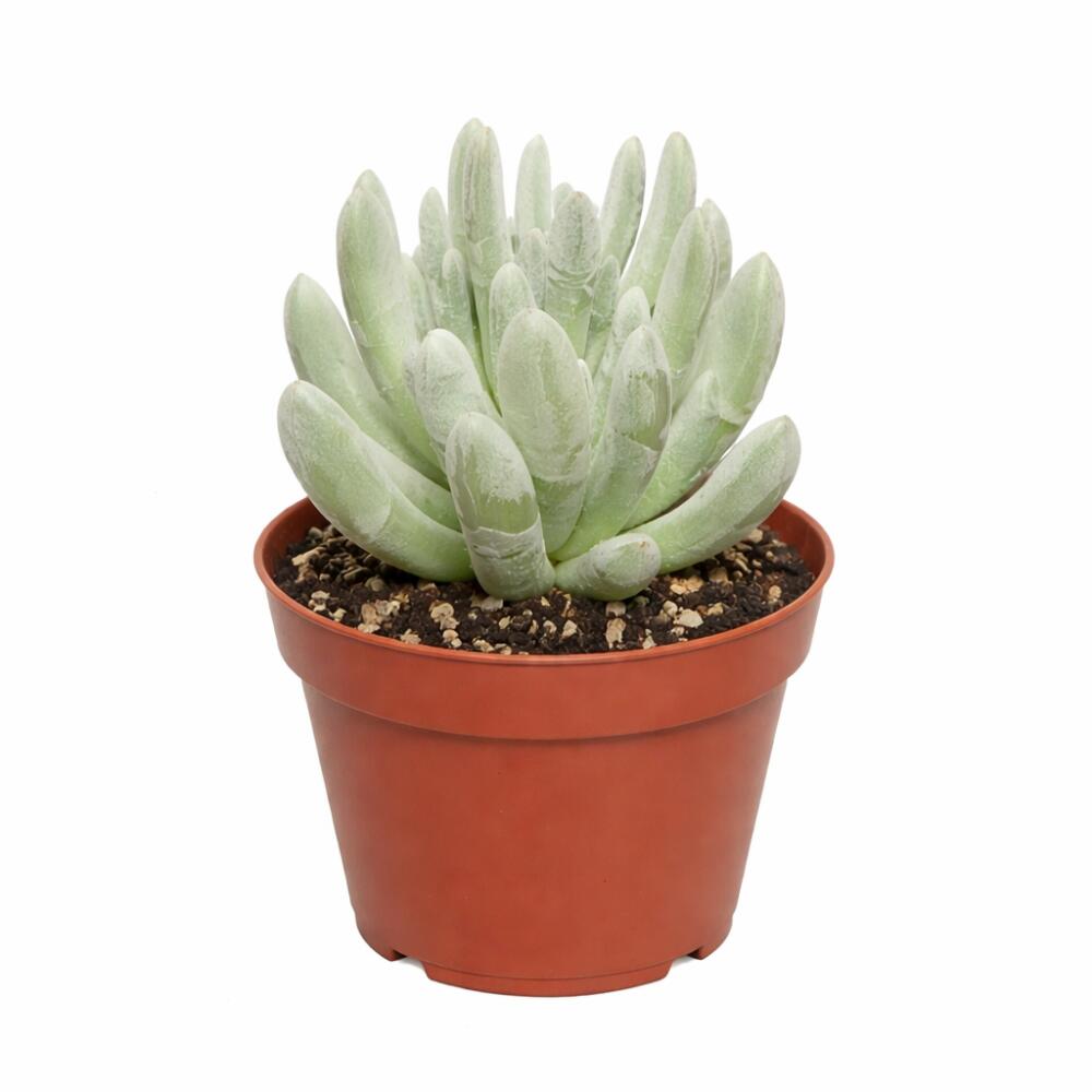 Unveränderte Original-Shopansicht: Caputia scaposa