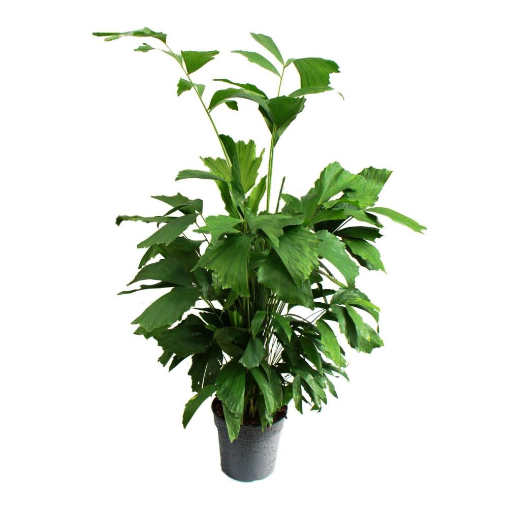 Fischschwanzpalme – Original-Shopansicht 1