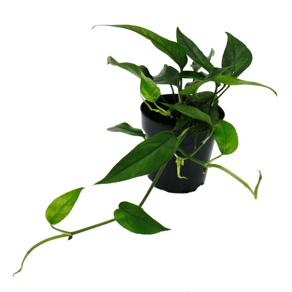 Cebu Blue – Original-Shopansicht 1