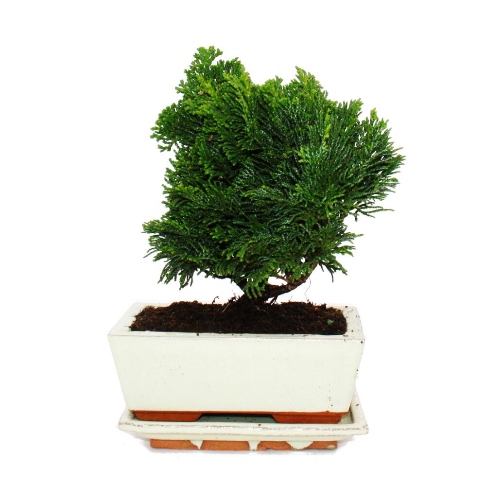 Original-Shopaufnahme: Outdoor-Bonsai - Chamaecyparis - Scheinzypresse - 3-4 Jahre alt - incl. Untersetzer