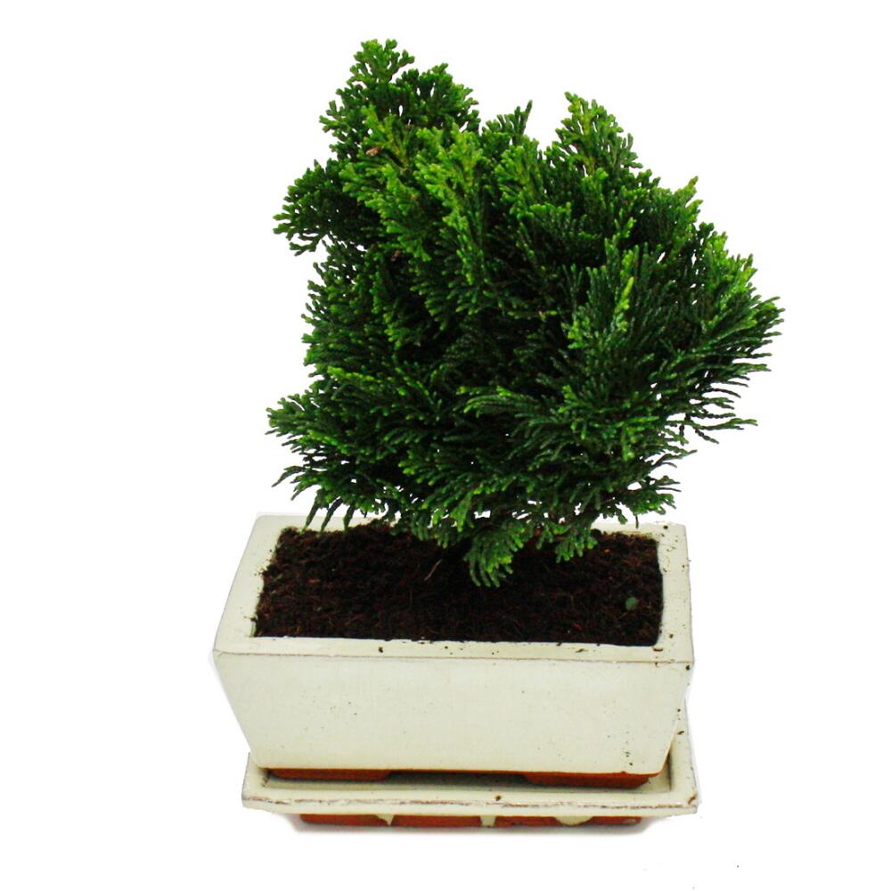 Original-Shopaufnahme: Outdoor-Bonsai - Chamaecyparis - Scheinzypresse - 3-4 Jahre alt - incl. Untersetzer