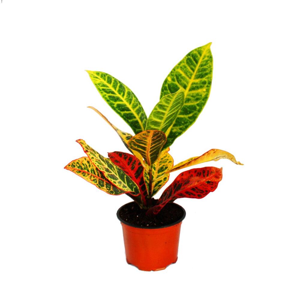 Unveränderte saubere Original-Shopaufnahme: Exotenherz - Wunderstrauch - Codiaeum "Petra" - 1 Pflanze - pflegeleicht - luftreinigend - 12cm Topf