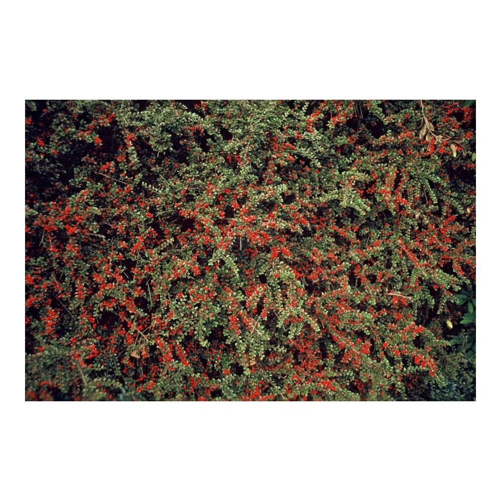Unveränderte Original-Shopaufnahme: Bodendecker - Fächerzwergmispel - Cotoneaster horizontalis - 9cm Topf