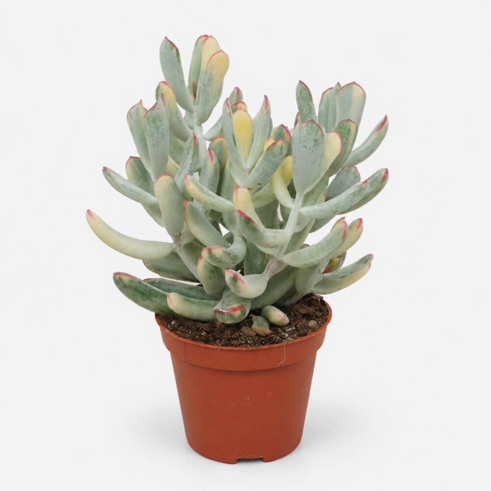 Unveränderte Original-Shopaufnahme: Cotyledon orbiculata variegata - seltene Sukkulente - Rarität - 8,5cm Topf 12cm hoch