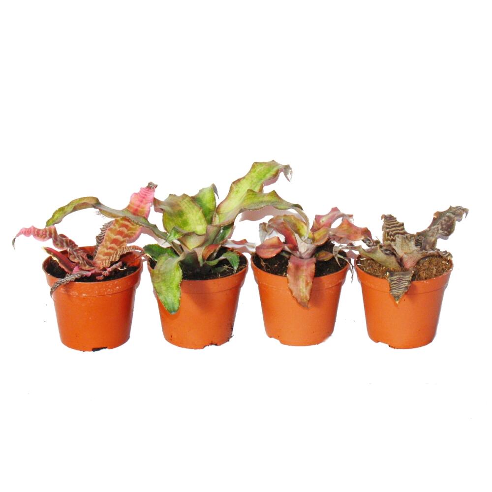 Unverändertes sauberes Original von Cryptanthus · Erdsterne