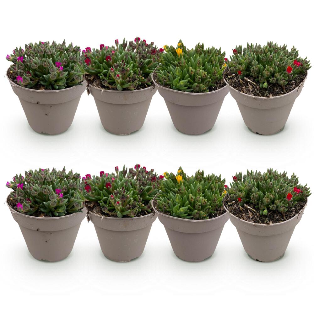 Mittagsblumen für den Garten – Original-Shopansicht 2