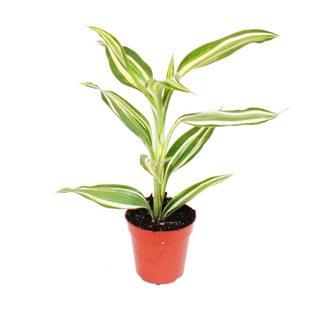 Unveränderte Original-Shopaufnahme: Mini-Pflanze Dracaena sanderiana Drachenbaum Ideal für kleine Schalen und Gläser im 5,5cm Topf