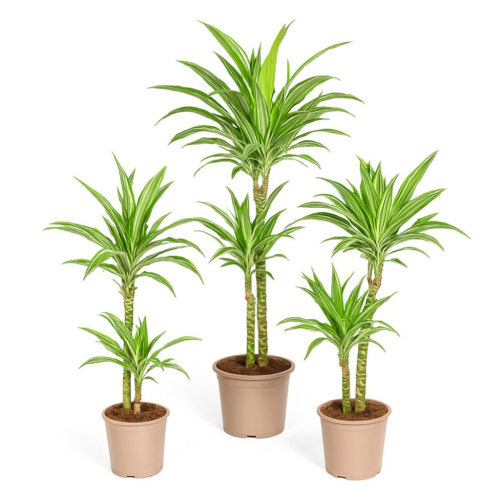 Original-Shopaufnahme: Drachenbaum - weißgestreifte Drachenlilie - Dracaena deremensis White Stripe - Solitärpflanze