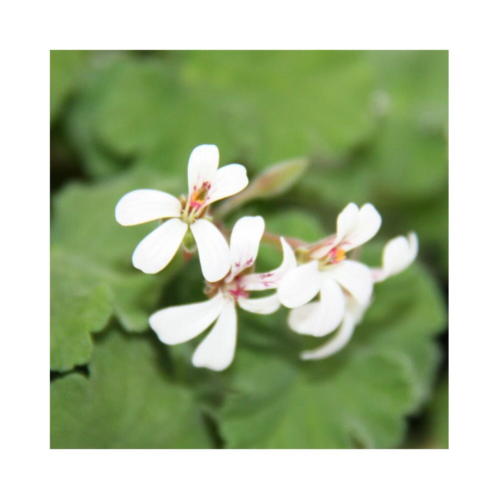 Original-Shopaufnahme: 3er Set Duftgeranie - Pelargonia odorata Hybr.
